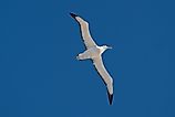 A wandering albatross (Diomedea exulans)