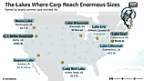 Infographic of record common carp sizes across lakes in North America. 