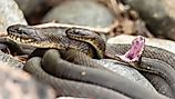 Northern water snakes