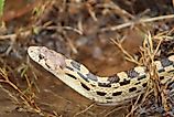 A gopher snake at water's edge.