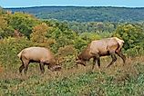 Bull Elk Sparring - Photograph taken during the rut in Elk County, Elk State Forest, Benezette, Pennsylvania (Credit: Paul Staniszewski / Shutterstock)