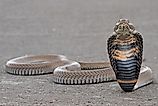A Mozambique spitting cobra (Naja mossambica)