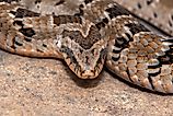 A rhombic night adder (Causus rhombeatus)