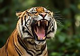 Powerful Sumatran Tiger Roaring Aggressively. 