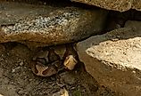 A grumpy Copperhead Snake hides under rocks along the Appalachian Trail, Georgia. 