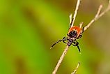 A black-legged tick, also known as a deer tick. 