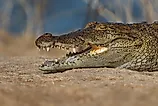 Mugger crocodile (Crocodylus palustris)