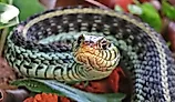 Close-up of an eastern garter snake.