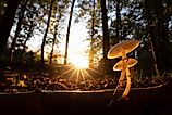 Mushrooms, nature's vibrant fungi. 