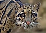 The clouded leopard (Neofelis nebulosa) Credit: Michael Fitzsimmons via Shutterstock