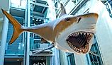 Giant megalodon shark from prehistoric times is on display at the Smithsonian Institution's National Museum of Natural History in Washington, DC. Editorial credit: Kosoff / Shutterstock.com