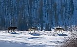 Three Druid wolves trot snowy Lamar Valley Yellowstone National Park