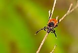 Deer tick on branch.