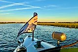 Serene River Cruises Amelia Island can get you places other boats cant go. Image credit: Bryan Dearsley