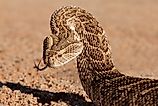 A puff adder (Bitis arietans)