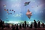 The Georgia Aquarium in Atlanta is one of the largest in the world (Editorial credit: f11photo / Shutterstock.com)