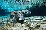 A pair of Florida manatees (Trichechus manatus latirostris)