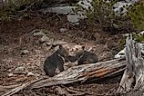 USA, Wyoming, Bridger-Teton National Forest. Grizzly bear cubs playing.