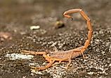 A striped bark scorpion (Centruroides vittatus)