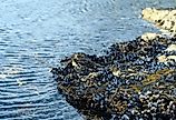 Mollusks attached to rocks on a pebbly lakeshore.
