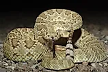 Mohave Rattlesnake