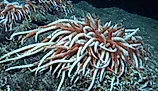 Giant Tube Worms