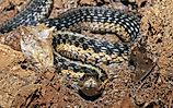 Common garter snake resting in an "S" shaped coil inside a large log.