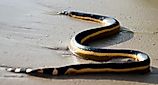 A yellow-bellied sea snake that had washed up on the seashore.