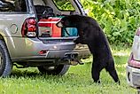 A Florida black bear sniffs and looks inside the back of a vehicle.