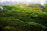 Tongass National Forest from above while touring the Misty Fjords National Monument.
