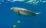 A dugong (Dugong dugon)