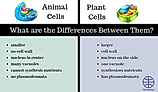 A diagram showing the differences between plant and animal cells. 