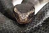 The yellow-lipped sea krait (Laticauda colubrina).