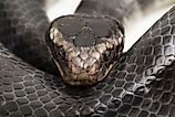 The yellow-lipped sea krait (Laticauda colubrina)