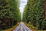 A road between trees along the West Cascades Scenic Byway. Editorial credit: Buschwood Photography via Shutterstock