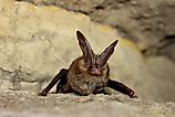 A female Virginia big-eared bat. Larisa Bishop-Boros / Commons.Wikimedia.org
