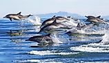 A pod of long-beaked common dolphins leaps out of the water in Monterey Bay, California.