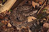 A jararacussu (Bothrops jararacussu)