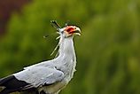 A secretary bird (Sagittarius serpentarius)