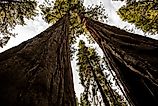 Giant sequoia trees located in the Sequoia National Park, about one hour from Visalia, California. 