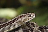 A neotropical rattlesnake (Crotalus durissus)