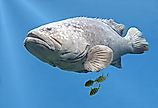 A goliath grouper (Epinephelus itajara)