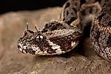 Kenya horned viper (Bitis worthingtoni)