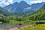 A young moose, with only one antler, walking and feeding in Maroon Lake at base of Maroon Bells. 