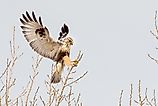 Rough-legged Hawk landing on a small branch