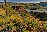 Wild flowers at peak bloom; Tom McCall preserve near Rowena in the Columbia River Gorge National scenic Area, Oregon