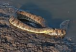 A beautiful Diamondback Water Snake coiled on the shore.