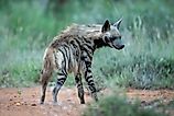 A striped hyena (Hyaena hyaena)
