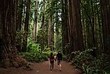 Couple walking through redwood forest at Redwoods National and State Parks, California.