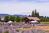 Lavender farms in Hood River, Oregon. Image credit: Victoria Ditkovsky / Shutterstock.com.
